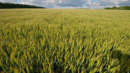 A Lush and Vibrant Green Wheat Field Under a Beautifully Cloudy Sky, Full of Life