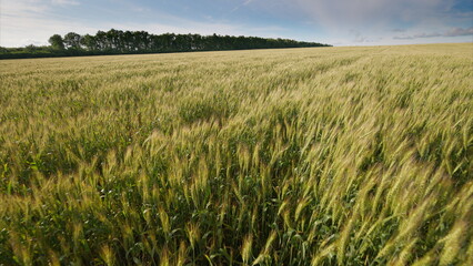 A Beautiful Wheat Field Positioned Under a Clear Blue Sky That Enhances Its Beauty