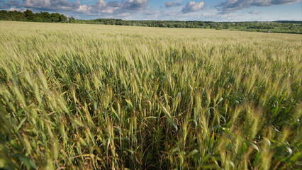 A Vast Wheat Field Surrounded by Beautiful Blue Sky with Fluffy White Clouds Above
