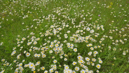 A Vibrant Flower Field in Full Bloom Bathed in Sunshine and Rich with Colors and Beauty