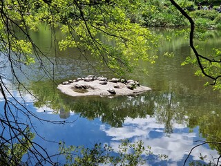 ŻÓŁW © Kemizo