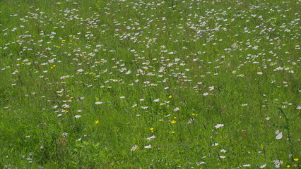 A Beautiful and Vibrant Wildflower Field is in Full Bloom, bursting with colors and life