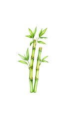 Fototapeta premium Fresh green bamboo with leaves, isolated on white background