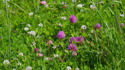 A vibrant and colorful wildflower meadow blooming with beautiful pink and white flowers