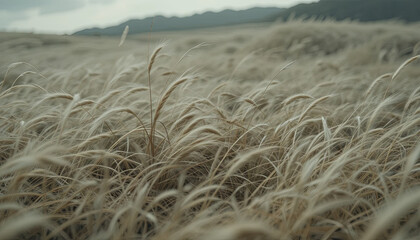 Soft golden grasses sway gracefully in the mild breeze, framed by distant trees under a cloudy sky. Twilight casts a calm ambiance over this quiet countryside scene