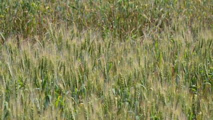 A Vast, Lush Green Field Filled with Diverse Grasses and Thriving Crops of Various Types