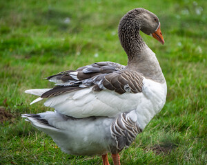 Greylag goose standing gracefully in a lush green field during daylight hours