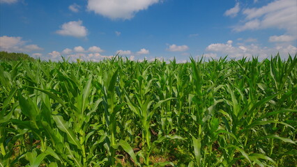 A lush green cornfield sprawls under a bright blue sky, showcasing natures beauty
