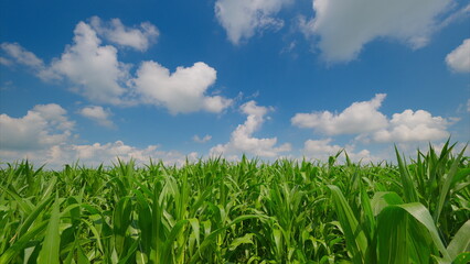 Obraz premium A Lush Green Cornfield Thriving Brightly Under a Vast and Beautiful Blue Sky Above Today