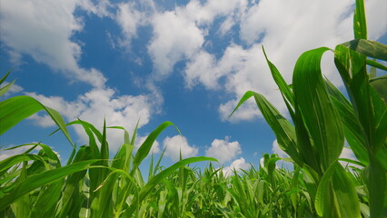 A Lush Cornfield Vibrantly Thriving Under a Beautiful Blue Sky and Fluffy White Clouds