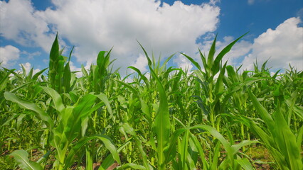 A beautiful lush cornfield stretches wide beneath a vibrant bright blue sky above