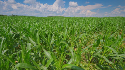 A beautiful lush green cornfield stretches out beneath a bright and clear blue sky above