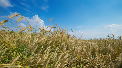 Golden Wheat Fields Stretching Under a Clear and Endless Blue Sky, Full of Beauty and Life