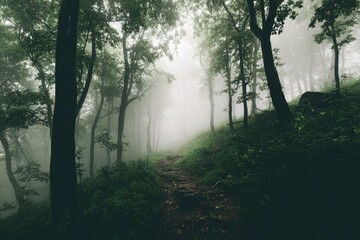 Obraz premium Misty forest path, trees shrouded in fog