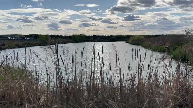 ake with tall reeds on a sunny spring day, calm water reflecting the sky, evoking serenity, natural beauty, and the peaceful harmony of untouched rural landscapes