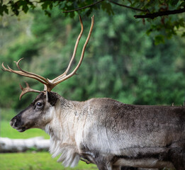 Majestic reindeer standing in a lush green meadow surrounded by trees in early autumn
