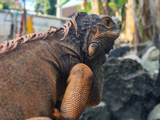 An orange iguana with prominent scales and strong claws, posing on a gray rock.