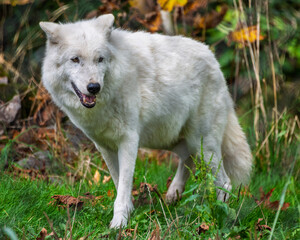 White wolf walking through a lush forest during autumn, showcasing its striking fur against...