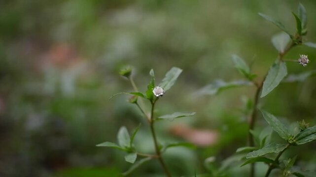 False Daisy or Eclipta prostrata (Bhringraj)