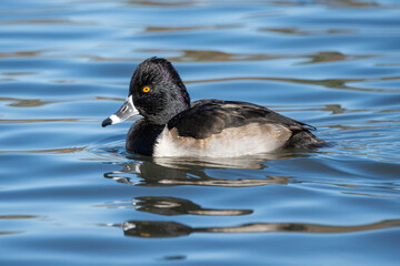 Obraz premium Beautiful duck swimming gracefully on calm water during sunny afternoon at lake