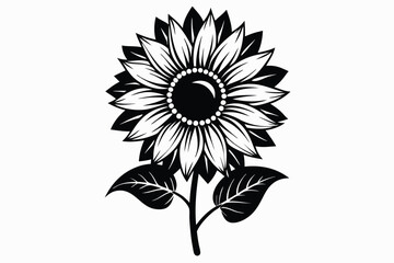 Sunflower blossom blooms with elegant petals and detailed leaves in monochrome clarity on white