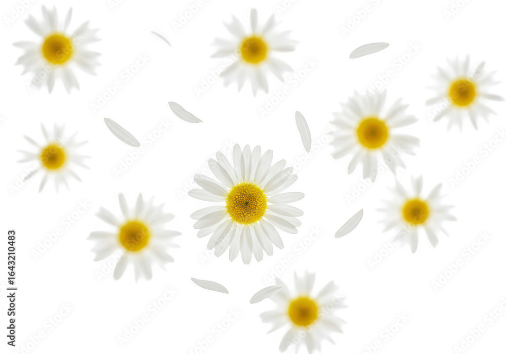 Poster a collection of daisies scattered across a transparent background, isolated on transparent backgroun