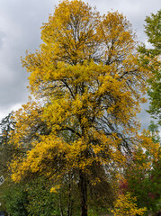 Beautiful autumn tree with vibrant yellow leaves standing tall against a cloudy sky in a serene park setting