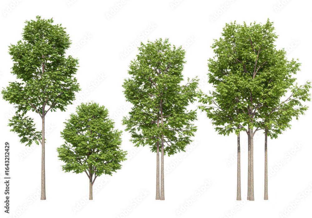 Poster a group of five green leafy trees with visible trunks and branches, isolated on transparent backgrou
