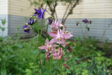Pink and purple flowers of Aquilegia vulgaris in mid May