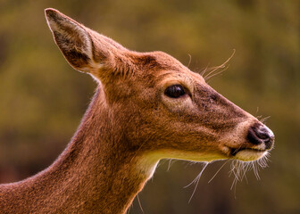 Elegant deer portrait captured in a natural habitat highlighting delicate features and serene expression