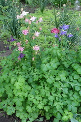 Violet, pink and white flowers of Aquilegia vulgaris in May