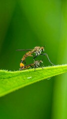 Fototapeta premium Close-up of two insects mating on a leaf