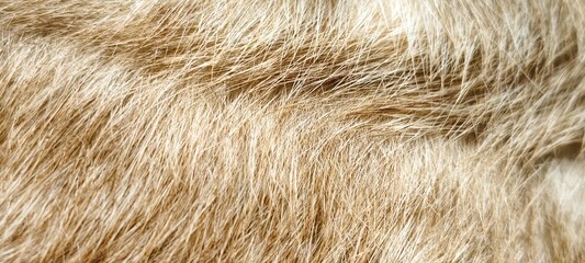 The texture of the light brown fur is soft.