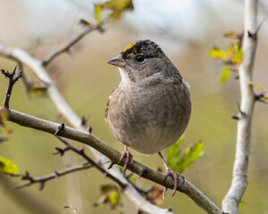 Small bird perched on a branch in springtime foliage during morning light