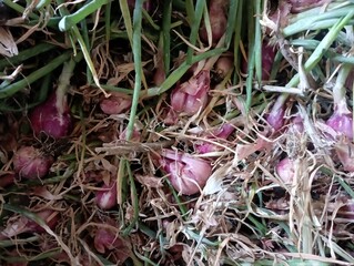 Freshly harvested shallots, with the leaves and roots still attached, are tied into large bundles to make them easy to carry and hang up for drying.