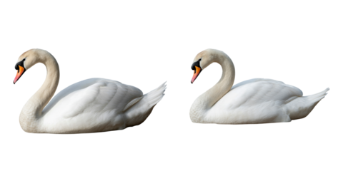 White Swan Pair – Elegant Waterfowl with Curved Necks on White Background
