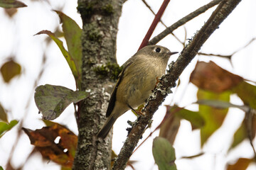 Small brown bird perched on a tree branch in autumn foliage during a cloudy day