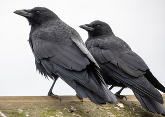 Two crows perched on a wooden fence watching their surroundings on a cloudy day