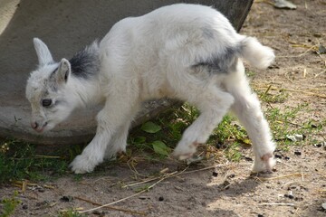 A cute little kidling is oudoor on a farm in sunny summer day.