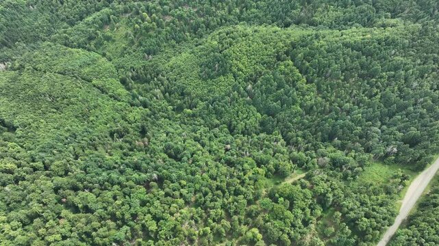 Aerial view of a dense forest blanketing rolling hills, showcasing diverse shades of green and varied textures, Orschwiller, Grand Est, France.