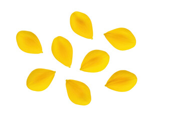 Several delicate yellow flower petals scattered and isolated on a transparent background