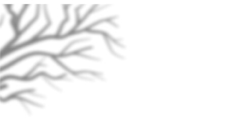 Shadow of branch tree in transparent background vector. An organic, natural light effect for banners, posts, and presentations. Ideal for giving a subtle, outdoor, and sunny feel to designs.