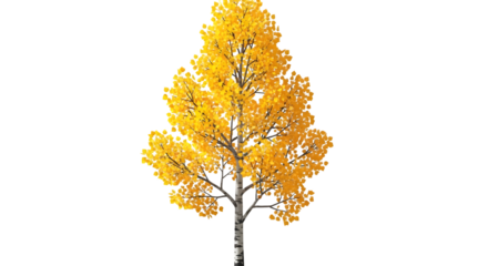 A deciduous tree with vibrant yellow leaves in full autumn foliage, isolated on a transparent background