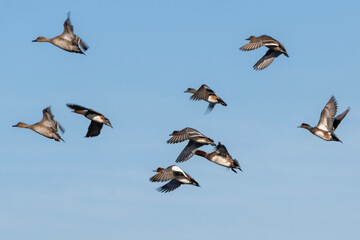 Flock of ducks in flight over a clear blue sky during autumn afternoon