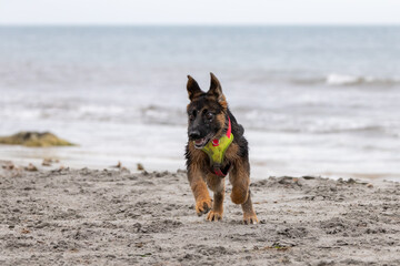 German Shepherd puppy running and playing on the beach.