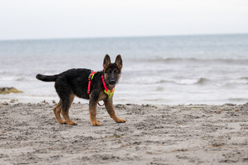 German Shepherd puppy running and playing on the beach.