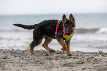 German Shepherd puppy running and playing on the beach.