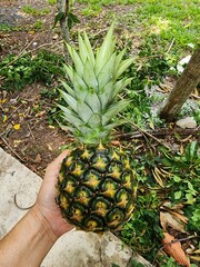 Ananas comosus is a herbaceous plant. The pineapple fruit has a round, eye-like appearance. The flesh is yellow and has a sweet and sour taste. It is a fruit and food.