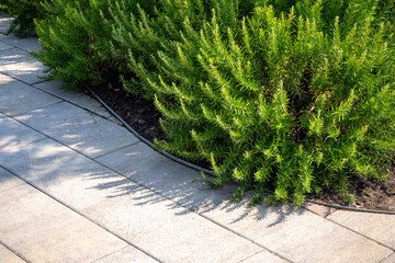 Curved garden path with light-colored paving and green shrubs. Landscape design for residential...