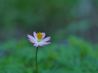 Obraz premium cosmos flower in the garden